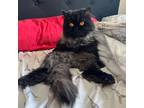 Adopt Mavis a All Black Persian / Mixed Breed (Medium) / Mixed (short coat) cat