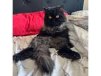 Adopt Mavis a All Black Persian / Domestic Shorthair / Mixed cat in Kingston