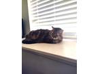 Adopt Elsa a Tortoiseshell Domestic Mediumhair / Mixed (medium coat) cat in New