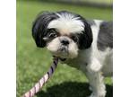 Adopt Dooly a White Shih Tzu / Mixed dog in Atlanta, GA (41410063)