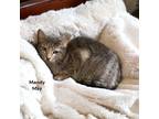 Adopt Mandy May a Gray or Blue Domestic Shorthair / Domestic Shorthair / Mixed