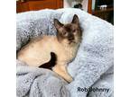 Adopt Rob Johnny a Tan or Fawn Domestic Shorthair / Domestic Shorthair / Mixed