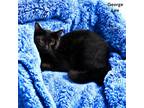 Adopt George Lee a All Black Domestic Shorthair / Domestic Shorthair / Mixed cat
