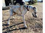 Adopt Jewels a Tan/Yellow/Fawn Great Dane / Mixed dog in Dallas, TX (40593391)