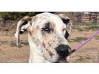 Adopt Vivian a Brindle - with White Great Dane / Mixed dog in Dallas
