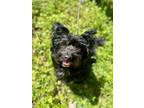 Adopt Wolfie a Black - with White Terrier (Unknown Type, Medium) / Mixed Breed