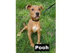 Adopt Pooh a Tan/Yellow/Fawn Terrier (Unknown Type, Medium) / Mixed Breed