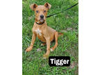 Adopt Tigger a Tan/Yellow/Fawn Terrier (Unknown Type, Small) / Mixed dog in