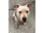 Adopt Mooka a White American Pit Bull Terrier / Mixed dog in Kansas City