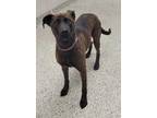 Adopt Coraline a Black Mixed Breed (Large) / Mixed dog in Kansas City
