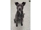 Adopt Beeba a Gray/Blue/Silver/Salt & Pepper American Pit Bull Terrier / Mixed