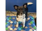 Adopt Hank a Black - with White Terrier (Unknown Type, Small) dog in