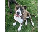 Adopt Tinsley - AVAILABLE a Pit Bull Terrier / Mixed dog in Seattle
