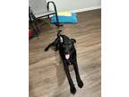 Adopt Kiko a Black Labrador Retriever / Mixed dog in Kissimmee, FL (41445618)