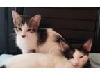 Adopt 2 Kittens a Black & White or Tuxedo American Shorthair / Mixed (short