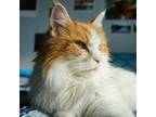 Adopt Rogue a Orange or Red Maine Coon / Domestic Shorthair / Mixed cat in