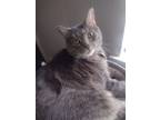 Adopt Bear a Gray or Blue (Mostly) Domestic Mediumhair / Mixed (medium coat) cat