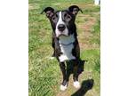 Adopt Gloria a Black American Pit Bull Terrier / Mixed dog in Midland