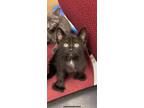 Adopt Saturn a All Black Domestic Shorthair / Domestic Shorthair / Mixed cat in