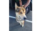 Adopt Rizzo a Red/Golden/Orange/Chestnut Alaskan Malamute / Mixed dog in