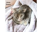 Adopt Anna Grace a Gray or Blue Domestic Shorthair / Domestic Shorthair / Mixed