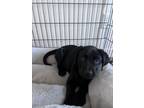 Adopt Bandit a Black Labrador Retriever / Mixed dog in Rathdrum, ID (41445674)
