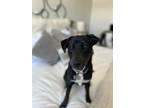 Adopt Berry a Black - with White Labrador Retriever dog in Littleton