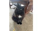 Adopt Kenobi a Black (Mostly) Domestic Longhair / Mixed (long coat) cat in