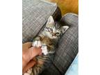 Adopt 3 kittens need homes adopted separately a Domestic Shorthair / Mixed