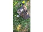 Adopt Maverick a Labrador Retriever / Staffordshire Bull Terrier dog in Wendell