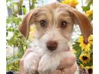Adopt Laura a White - with Red, Golden, Orange or Chestnut Jack Russell Terrier