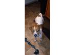 Adopt Coco a White - with Tan, Yellow or Fawn Beagle / Staffordshire Bull