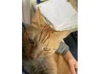 Adopt Henry a Orange or Red Tabby Domestic Shorthair / Mixed (short coat) cat in