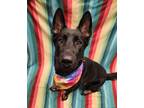 Adopt Felix a Black German Shepherd Dog / Mixed dog in Lafayette, IN (41319573)