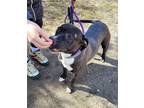 Adopt Marigold a Black American Staffordshire Terrier / Mixed Breed (Medium) /