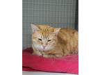 Adopt Squeak a Orange or Red Domestic Shorthair / Domestic Shorthair / Mixed cat