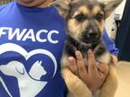 Adopt Sol a Black German Shepherd Dog / Mixed dog in Fort Worth, TX (41354493)
