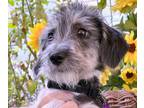 Adopt Linda a Gray/Silver/Salt & Pepper - with White Wirehaired Fox Terrier /