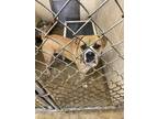 Adopt Rebel a Tan/Yellow/Fawn Boxer / Mixed dog in Freedom, PA (41387208)