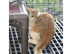 Adopt Vesper a Domestic Shorthair / Mixed cat in Des Moines, IA (41403086)
