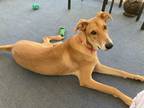Adopt Halle a Tan/Yellow/Fawn - with White Carolina Dog / Mixed dog in Casa