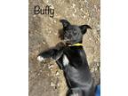 Adopt Buffy in CT a Black - with White Husky / Labrador Retriever / Mixed dog in
