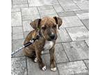Adopt Brenn in CT a Brindle - with White Labrador Retriever / Mixed Breed