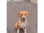 Adopt Vinny in CT a Red/Golden/Orange/Chestnut - with White Feist / Mixed Breed