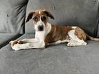 Adopt Lexi in CT a Brindle - with White Pointer / Mixed Breed (Medium) / Mixed