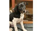 Adopt Bobby in CT a Tricolor (Tan/Brown & Black & White) Feist / Mixed Breed