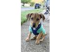 Adopt Glomgold in CT a Red/Golden/Orange/Chestnut Hound (Unknown Type) / Mixed