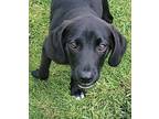 Adopt Boston in CT a Black Labrador Retriever / Mixed Breed (Medium) / Mixed dog