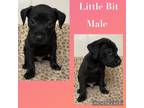 Adopt Little Bit in CT a Black Labrador Retriever / Mixed dog in East Hartford