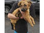 Adopt Bloomeley in CT a Red/Golden/Orange/Chestnut Black Mouth Cur / Mixed Breed